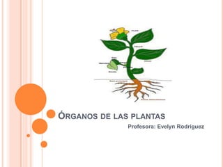 ÓRGANOS DE LAS PLANTAS
              Profesora: Evelyn Rodríguez
 
