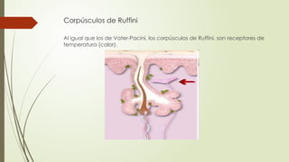 Reseptor Pacini Ruffini órganos de los sentidos 3 diapositivas.pptx