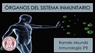 ÓRGANOS DEL SISTEMA INMUNITARIO 
Ramsés Abundiz 
Inmunología 3°E 
 