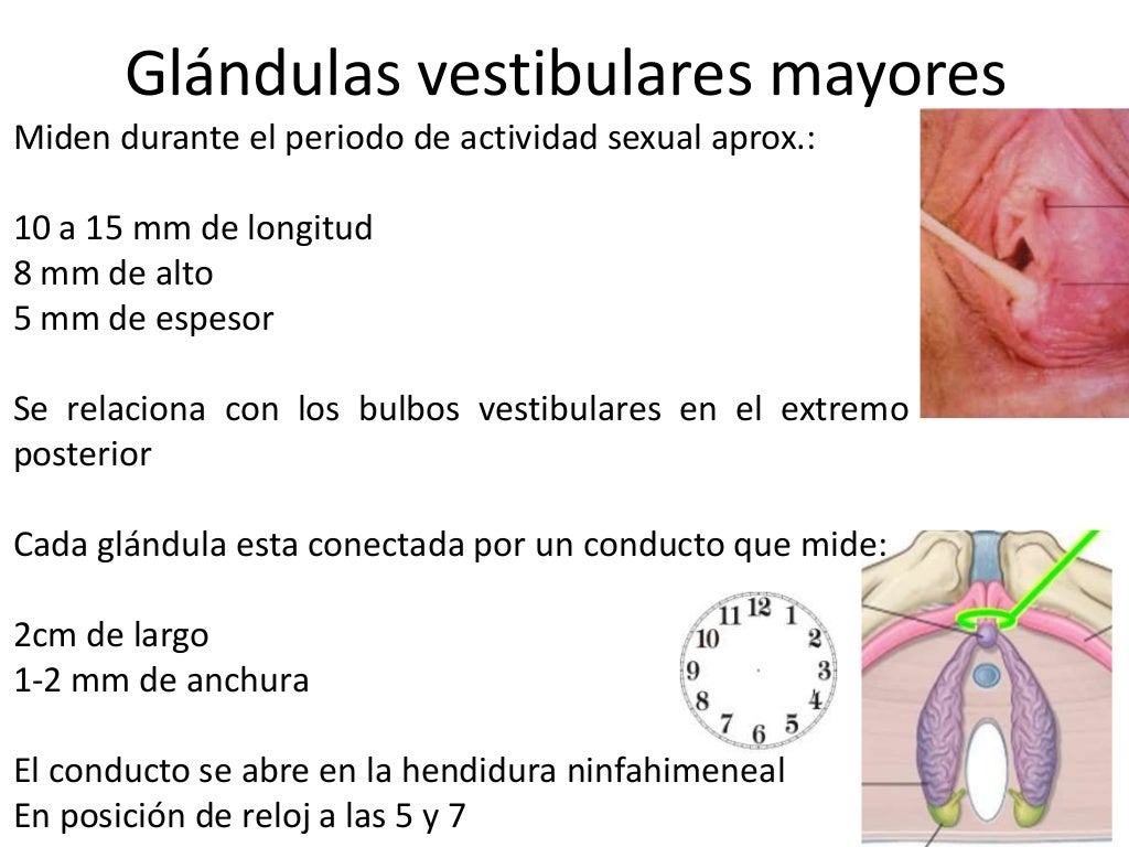 óRganos genitales externos femeninos óRganos genitales externos femeninos