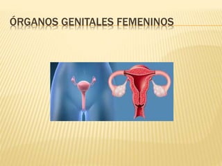 ÓRGANOS GENITALES FEMENINOS
 