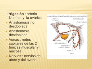 Irrigación : arteria
Uterina y la ovárica
 Anastomosis no
desdoblada
 Anastomosis
desdoblada
 Venas : redes
capilares de las 2
túnicas muscular y
mucosa
 Nervios : nervios del
útero y del ovario
 