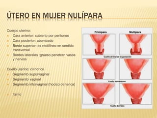 ÚTERO EN MUJER NULÍPARA
Cuerpo uterino:
 Cara anterior: cubierto por peritoneo
 Cara posterior: abombado
 Borde superior: es rectilíneo en sentido
transversal
 Bordes laterales :grueso penetran vasos
y nervios
Cuello uterino: cilíndrico
 Segmento supravaginal
 Segmento vaginal
 Segmento intravaginal (hocico de tenca)
 Itsmo
 