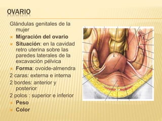 OVARIO
Glándulas genitales de la
mujer
 Migración del ovario
 Situación: en la cavidad
retro uterina sobre las
paredes laterales de la
excavación pélvica
 Forma: ovoide-almendra
2 caras: externa e interna
2 bordes: anterior y
posterior
2 polos : superior e inferior
 Peso
 Color
 