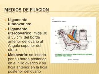 MEDIOS DE FIJACION
 Ligamento
tuboovarico:
 Ligamento
uteroovarico :mide 30
a 35 cm del borde
anterior del ovario al
Angulo superior del
útero
 Mesovario: se inserta
por su borde posterior
en el hilio ovárico y su
hoja anterior en la hoja
posterior del ovario
 