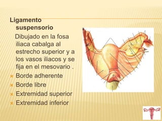 Ligamento
suspensorio
Dibujado en la fosa
iliaca cabalga al
estrecho superior y a
los vasos iliacos y se
fija en el mesovario .
 Borde adherente
 Borde libre
 Extremidad superior
 Extremidad inferior
 