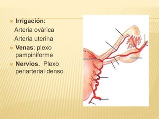  Irrigación:
Arteria ovárica
Arteria uterina
 Venas: plexo
pampiniforme
 Nervios. Plexo
periarterial denso
 