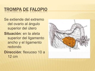 TROMPA DE FALOPIO
Se extiende del extremo
del ovario al ángulo
superior del útero
Situación: en la aleta
superior del ligamento
ancho y el ligamento
redondo
Dirección: flexuoso 10 a
12 cm
 