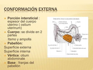 CONFORMACIÓN EXTERNA
 Porción intersticial :
espesor del cuerpo
uterino ( ostium
uterinum)
 Cuerpo: se divide en 2
partes
Itsmo y ampolla
 Pabellón:
Superficie externa
Superficie interna
 Vértice: otium
abdominale
 Base : franjas del
pabellón
 