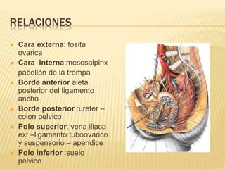 RELACIONES
 Cara externa: fosita
ovarica
 Cara interna:mesosalpinx
pabellón de la trompa
 Borde anterior aleta
posterior del ligamento
ancho
 Borde posterior :ureter –
colon pelvico
 Polo superior: vena iliaca
ext –ligamento tuboovarico
y suspensorio – apendice
 Polo inferior :suelo
pelvico
 