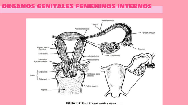rganos-genitales-femeninos-internos-20240319-195748-0000-pdf