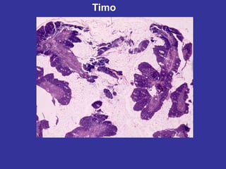 Timo
 