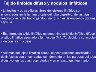 Tejido linfoide difuso y nódulos linfáticos
• Linfocitos y otras células libres del sistema linfático son
encontrados en la lámina propia del tubo digestivo, de las vías
respiratorias y del tracto genitourinario; sin estar envueltos por una
cápsula.


• Esa forma de tejido linfático es denominada tejido linfático difuso
o tejido linfático asociado a la mucosa (MALT), debido a su asocia-
ción con las mucosas;


• Además del tejido linfático difuso, concentraciones localizadas
de linfocitos son encontradas comúnmente en las paredes del tubo
digestivo, en las vías respiratorias y en el tracto genitourinario.
 