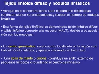 Tejido linfoide difuso y nódulos linfáticos
• Aunque esas concentraciones sean nitidamente delimitadas
continúan siendo no encapsulados;y reciben el nombre de nódulos
linfáticos;

• Esa forma de tejido linfático es denominada tejido linfático difuso
o tejido linfático asociado a la mucosa (MALT), debido a su asocia-
ción con las mucosas;


• Un centro germinativo, se encuentra localizado en la región cen-
tral del nódulo linfático, y aparece coloreado en tono claro.

• Una zona de manto o corona, constituye un anillo externo de
pequeños linfocitos circundando el centro germinativo.
 