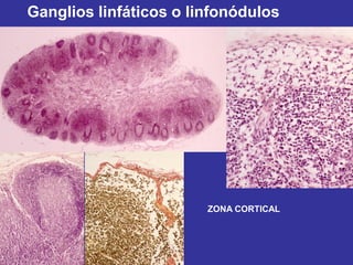 Ganglios linfáticos o linfonódulos




                        ZONA CORTICAL
 