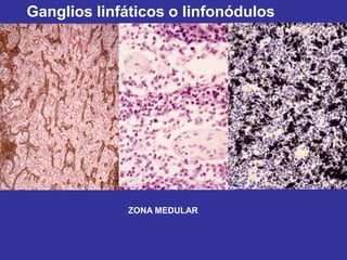 Ganglios linfáticos o linfonódulos




             ZONA MEDULAR
 