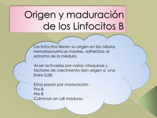 Los linfocitos tienen su origen en las células
hematopoyéticas madres, adheridas al
estroma de la médula.
Al ser activadas por varias citoquinas y
factores de crecimiento dan origen a una
línea (LsB)
Estas pasan por maduración :
Pro-B
Pre-B
Culminan en LsB maduros.
 