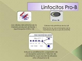 Las células del estroma de la
medula producen el factor 1
(quimioquina CXCL-12)
Células más primitivas de los LsB
Este factor se une al receptor de la
membrana de los Ls pro-B (CXCR4)
Induce su proliferación y expresión de
un receptor para la IL-7 (factor de
crecimiento cuya acción la refuerza
otra citoquina IL-3)
 