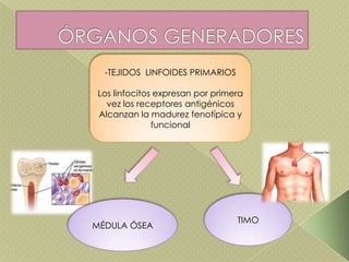 -TEJIDOS LINFOIDES PRIMARIOS
Los linfocitos expresan por primera
vez los receptores antigénicos
Alcanzan la madurez fenotípica y
funcional
MÉDULA ÓSEA
TIMO
 