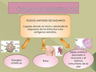 -TEJIDOS LINFOIDES SECUNDARIOS
Lugares donde se inicia y desarrolla la
respuesta de los linfocitos a los
antígenos extraños.
Ganglios
Linfáticos
Bazo
Tejido Linfático
asociado a
mucosas y el
sistema
inmunitario de la
piel
 