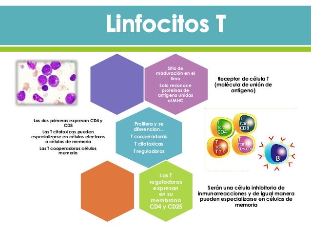 Organos linfoides y celulas del sistema inmunitario 2