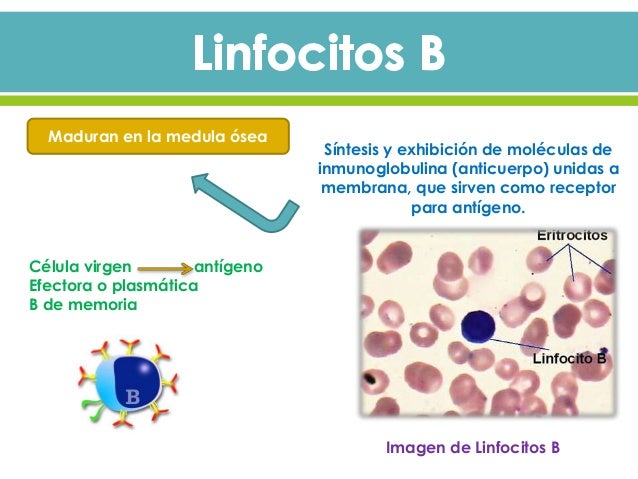 Organos linfoides y celulas del sistema inmunitario 2
