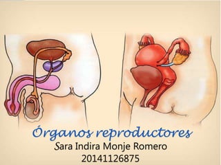 Órganos reproductores
Sara Indira Monje Romero
20141126875
 