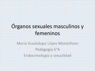 Órganos sexuales masculinos y
femeninos
María Guadalupe López Montellano
Pedagogía 6°A
Endocrinología y sexualidad
 