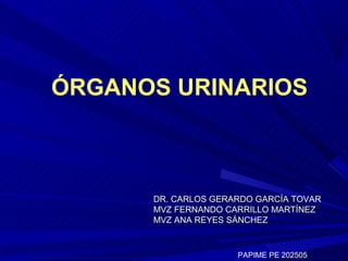 ÓRGANOS URINARIOS



      DR. CARLOS GERARDO GARCÍA TOVAR
      MVZ FERNANDO CARRILLO MARTÍNEZ
      MVZ ANA REYES SÁNCHEZ


                     PAPIME PE 202505
 