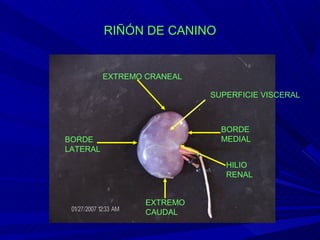 ORganos urinarios | PPT