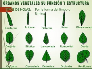 órganos vegetales hojas.pptx