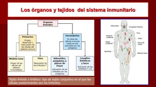Los órganos y tejidos del sistema inmunitario
Tejido linfoide o linfático: tipo de tejido conjuntivo en el que las
células predominantes son los linfocitos.
 