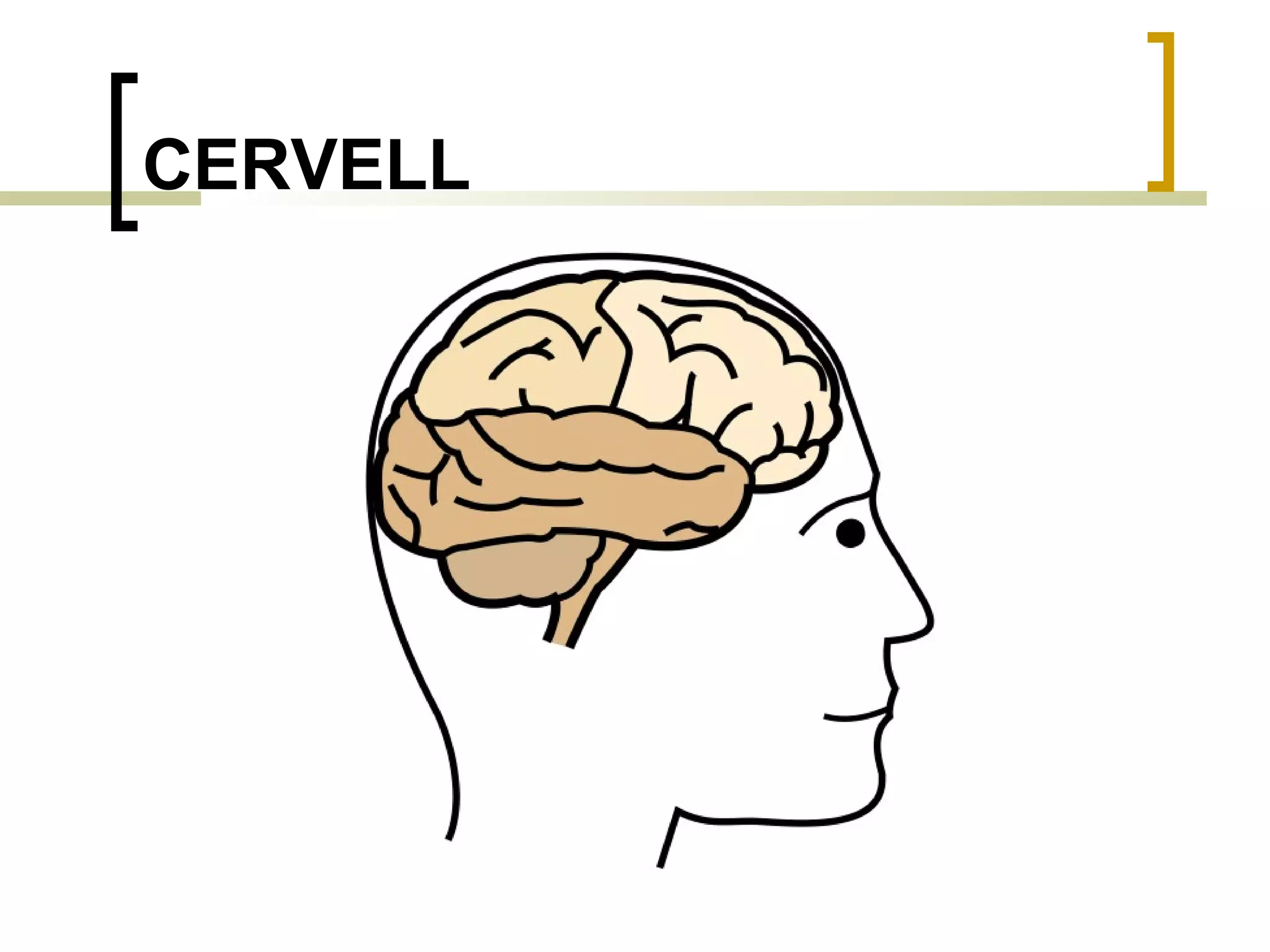 CERVELL 