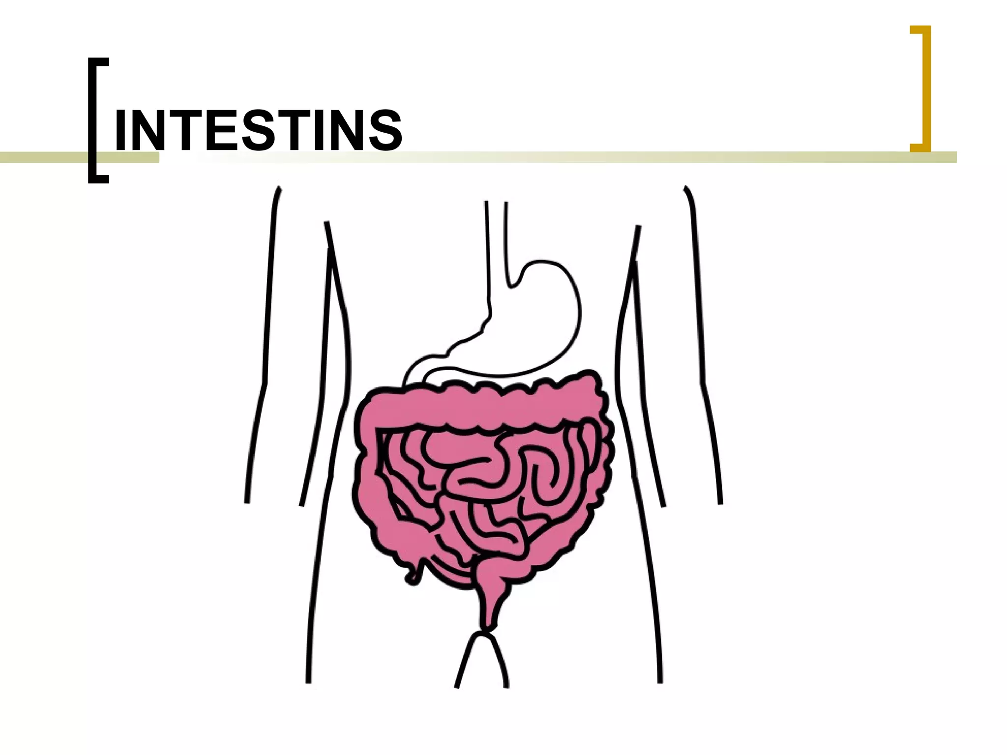 INTESTINS 