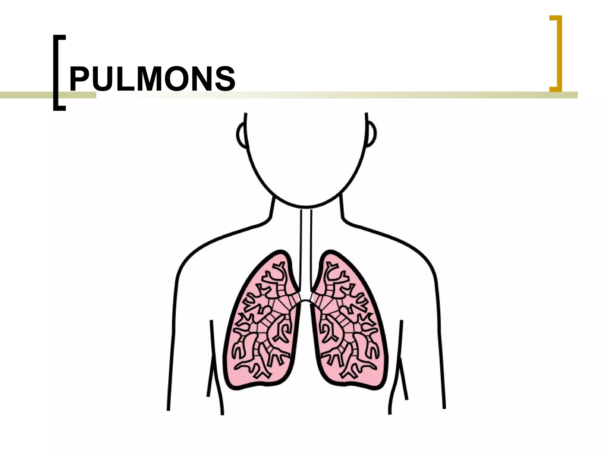PULMONS 