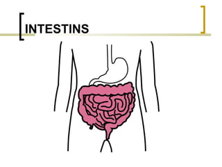 INTESTINS 