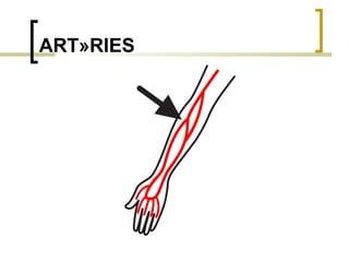 ARTÈRIES 