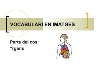 VOCABULARI EN IMATGES Parts del cos:  Òrgans  