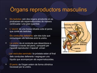 Òrgans reproductors masculins
   Els testicles: són dos òrgans arrodonits on es
    produeixen els espermatozoides de manera
    continuada i una gran quantitat.

   L’ escrot: és una bossa situada sota el penis
    que conté els testicles.

    Els conductes deferents: són dos tubs que
    comuniquen els testicles amb la uretra.

   La uretra: és el conducte que desemboca a
    l’exterior a través del penis, compartit per
    l’aparell reproductor i l’aparell urinari

    Les vesícules seminals i la pròstata estan al final
     dels conductes deferents i segreguen uns
     líquids que acompanyen els espermatozoides.

   El penis: és l'òrgan extern de forma cilíndrica
    travessat per la uretra.
 
