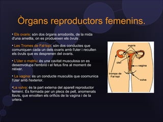 Òrgans reproductors femenins.

 Els ovaris: són dos òrgans arrodonits, de la mida
d'una ametlla, on es produeixen els òvuls .

 Les Tromes de Fal·lopi: són dos conductes que
comuniquen cada un dels ovaris amb l'uter i recullen
els òvuls que es desprenen del ovaris.

 L'úter o matriu: és una cavitat musculosa on es
desemvolupa l'embrió i el fetus fins al moment de
néixer.

  La vagina: és un conducte musculós que coomunica
l'úter amb l'exterior.

  La vulva: és la part externa del aparell reproductor
femení. És formada per un plecs de pell, anomenats
llavis, que envolten els orificis de la vagina i de la
urtera.
 