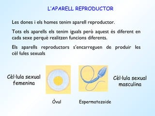L’APARELL REPRODUCTOR

  Les dones i els homes tenim aparell reproductor.
  Tots els aparells els tenim iguals però aquest és diferent en
  cada sexe perquè realitzen funcions diferents.
  Els aparells reproductors s’encarreguen de produir les
  cèl·lules sexuals



Cèl·lula sexual                                   Cèl·lula sexual
  femenina                                          masculina


                     Òvul        Espermatozoide
 