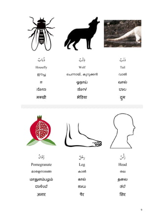9
rٌ‫ﺎب‬َ‫ﺑ‬ُ‫ذ‬ ٌ‫ﺐ‬ْ‫ﺋ‬ِ‫ذ‬ ٌ‫ﺐ‬َ‫ﻧ‬َ‫ذ‬
Housefly Wolf Tail
Cu¨ sNómbv, Ipdp¡³ hmð
ஈ ஓநாய் வால்
ೋಣ ೋಳ ಾಲ
म खी भे डया दुम
ßٌ‫ن‬‫ﺎ‬‫ﻣ‬ُ‫ر‬ ٌ‫ﻞ‬ْ‫ﺟ‬ِ‫ر‬ ٌ‫س‬ْ‫أ‬َ‫ر‬
Pomegranate Leg Head
amXfmc§ Imð Xe
மாதுளம்பழம் கால் தைல
ಾ ಂ ೆ ಾಲು ತ ೆ
अनार पैर सर
 