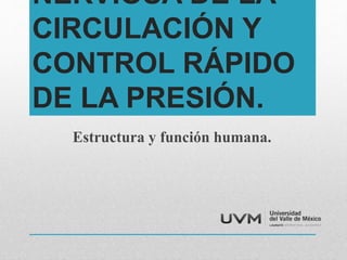 NERVIOSA DE LA 
CIRCULACIÓN Y 
CONTROL RÁPIDO 
DE LA PRESIÓN. 
Estructura y función humana. 
 