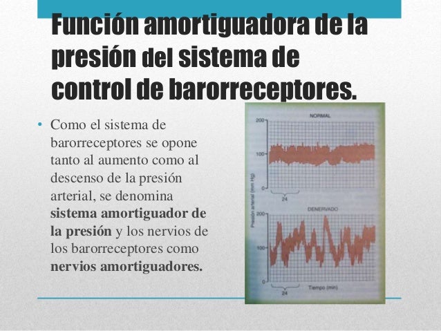 Resultado de imagen para Función «amortiguadora» de la presión del sistema de control de barorreceptores.