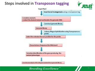 16
Steps involved in Transposon tagging
 