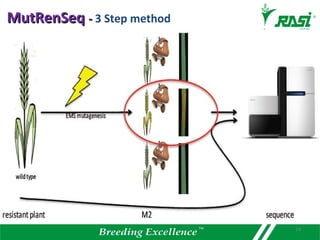 MutRenSeqMutRenSeq -- 3 Step method
19
 