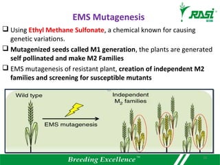  Using Ethyl Methane Sulfonate, a chemical known for causing
genetic variations.
 Mutagenized seeds called M1 generation, the plants are generated
self pollinated and make M2 Families
 EMS mutagenesis of resistant plant, creation of independent M2
families and screening for susceptible mutants
EMS Mutagenesis
20
 