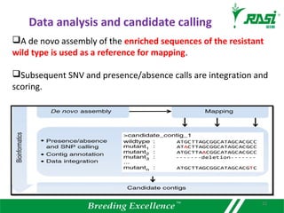 A de novo assembly of the enriched sequences of the resistant
wild type is used as a reference for mapping.
Subsequent SNV and presence/absence calls are integration and
scoring.
Data analysis and candidate calling
22
 