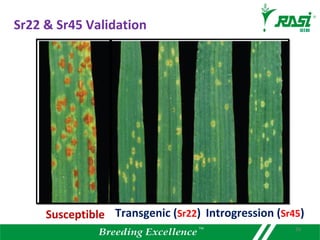 26
Susceptible Transgenic (Sr22)
Sr22 & Sr45 Validation
Introgression (Sr45)
 