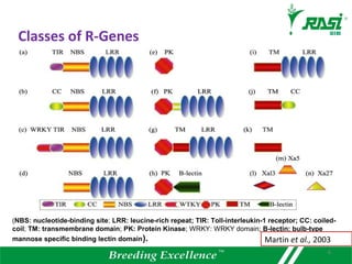 (NBS: nucleotide-binding site; LRR: leucine-rich repeat; TIR: Toll-interleukin-1 receptor; CC: coiled-
coil; TM: transmembrane domain; PK: Protein Kinase; WRKY: WRKY domain; B-lectin: bulb-type
mannose specific binding lectin domain).
Classes of R-Genes
6
Martin et al., 2003
 
